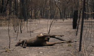 Australia hoang tàn sau thảm họa cháy rừng: Động vật bị thiêu sống, ô tô cháy trơ khung